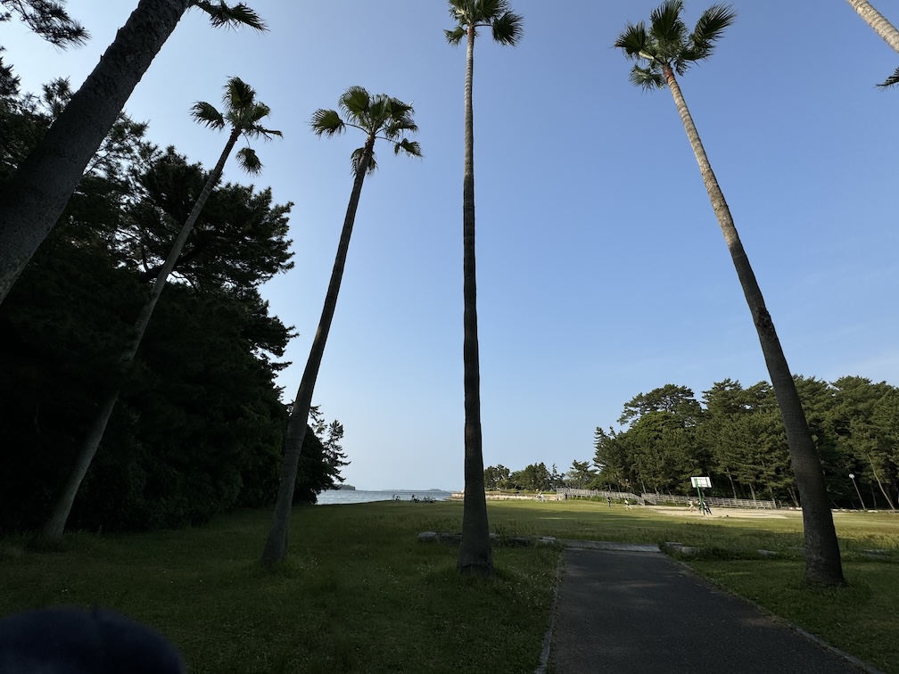 ヤシの木と海