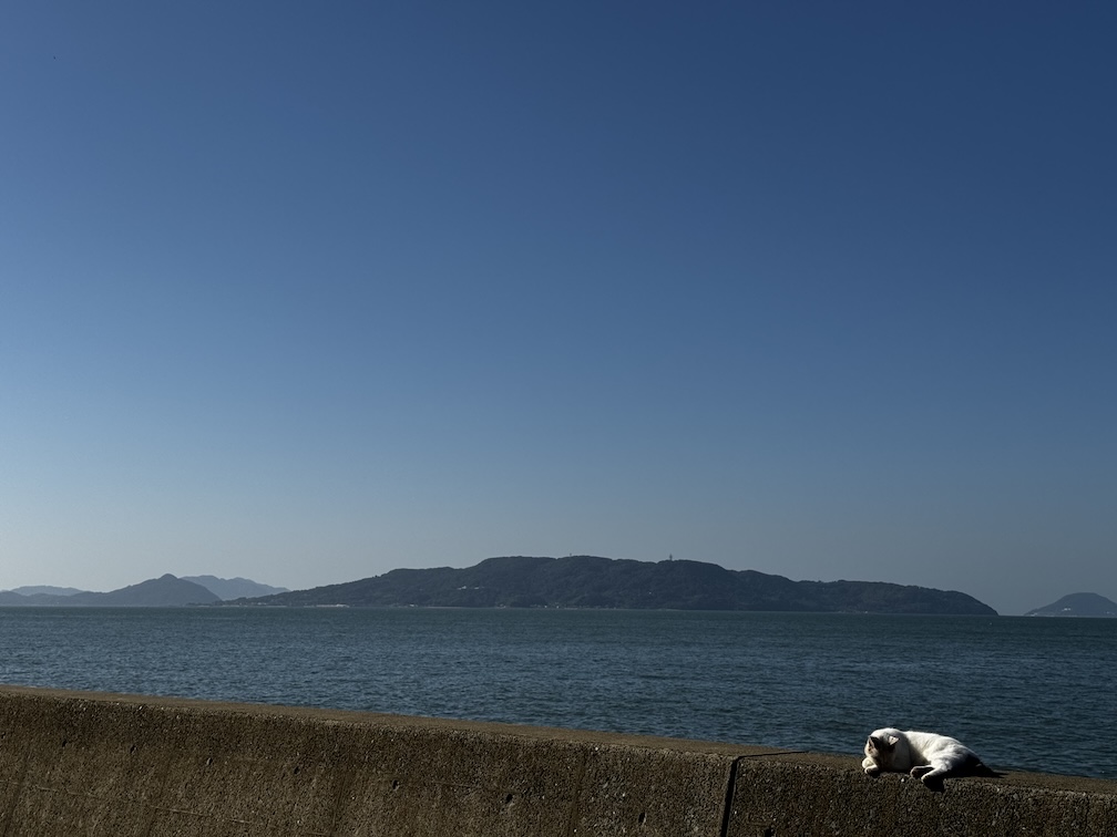 青い海と防波堤でくつろぐ白猫